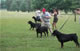 CHAMPION MALE: 2100 1995