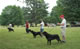 CHAMPION MALE: 2100 2002
