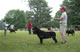 CHAMPION MALE: 2100 2006