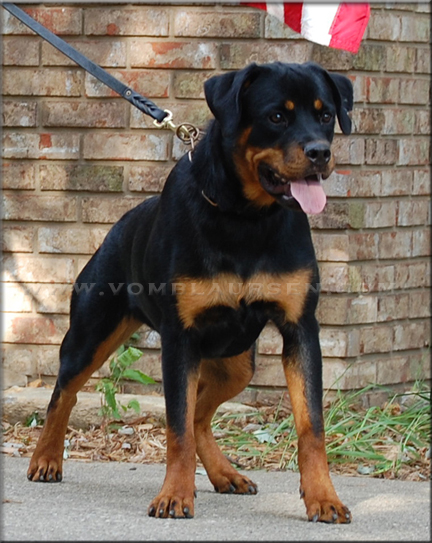 Lilly vom Blaurasen   |   Sire: Quincy vom Plotzschgrund   Dam: Meggi von Herrschaft