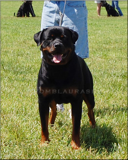 Iggy vom Blaurasen  |  rottweilers