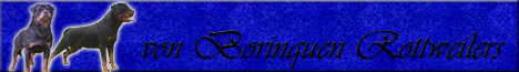 Von Boringquen Rottweilers, Florida