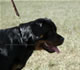 12-18 month Females: 100 5267