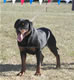 9-12 month Females: 100 4940