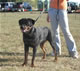 9-12 month Females: 100 5004