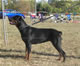 9-12 month Females: 100 5006