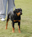 4-6 FEMALES: 0177 Redwood Krests Lana P