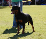 9-12 FEMALES: 0287 Katie Vom Blaurasen VP1