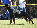 OPEN FEMALES: 0162 Ara Brcko Star V2
