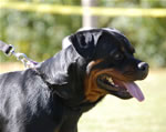 OPEN FEMALES: 0169 Ara Brcko Star V2