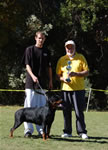 OPEN FEMALES: 0208 Ara Brcko Star V2
