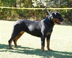 SIEGERIN CLASS FEMALES: 0261 Maryon Kovi-Rot V1