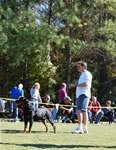 12-18 MALES: 0297 LandL Guns N Roses V Kayara SG2