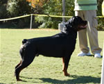 12-18 MALES: 0306 Ceker Von Kelemen SG