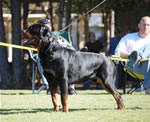 12-18 MALES: 0307 Ceker Von Kelemen SG
