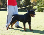 12-18 MALES: 0315 Stormee Fritz Von Kozak G