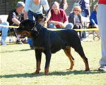 12-18 MALES: 0317 Stormee Fritz Von Kozak G