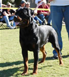 12-18 MALES: 0329 Abbo Von Landschaft SG1