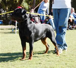 12-18 MALES: 0330 Abbo Von Landschaft SG1