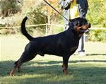 OPEN MALES: 0523 Warlord Erwin Rommel Von Z Max V1