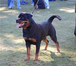 OPEN MALES: 0528 Warlord Erwin Rommel Von Z Max V1