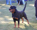 OPEN MALES: 0529 Warlord Erwin Rommel Von Z Max V1