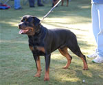 OPEN MALES: 0539 Iggy Vom Blaurasen V3