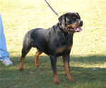 OPEN MALES: 0543 Iggy Vom Blaurasen V3
