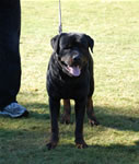 OPEN MALES: 0546 Johnsons Zeus VIII V4