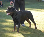 OPEN MALES: 0549 Johnsons Zeus VIII V4