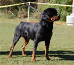 OPEN MALES: 0556 Kayara Haiden Vom Heldenhaft SG