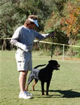 OPEN MALES: 0557 Dooley Von Stolzenfurst SG