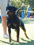 OPEN MALES: 0562 Dooley Von Stolzenfurst SG