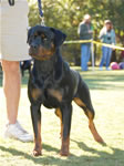 OPEN MALES: 0563 Dooley Von Stolzenfurst SG