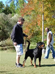 OPEN MALES: 0566 Diesel Braddox Von Rivendell V2