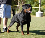 OPEN MALES: 0572 Diesel Braddox Von Rivendell V2