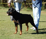 OPEN MALES: 0580 Iggy Vom Blaurasen V3