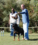 OPEN MALES: 0581 Iggy Vom Blaurasen V3