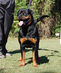 OPEN MALES: 0585 Warlord Erwin Rommel Von Z Max V1