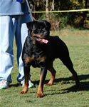 OPEN MALES: 0599 Iggy Vom Blaurasen V3