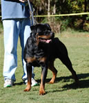 OPEN MALES: 0600 Iggy Vom Blaurasen V3