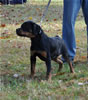 0010 Jaclove Vom Kiernanhaus VP1
