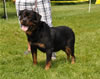 Gebrauschund females: 0695 Jetta Von Der Rod V1 Siegerin