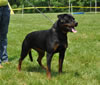 18-24 mth females: 0504 Eleanor Vom Schutzlowen Blut SG4