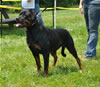 18-24 mth females: 0506 Eleanor Vom Schutzlowen Blut SG4
