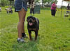 4-6 mth rottweiler females: 0397 Abegayle Vom Himmlisches VP2