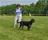4-6 mth rottweiler females: 0399 Cara Von Der Helden Kreuz VP1 Best Female Puppy