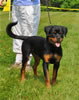 4-6 mth rottweiler females: 0400 Cara Von Der Helden Kreuz VP1 Best Female Puppy