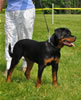 4-6 mth rottweiler females: 0401 Cara Von Der Helden Kreuz VP1 Best Female Puppy