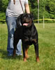 Open males: : 0587 Neo Von Kafthaus SG